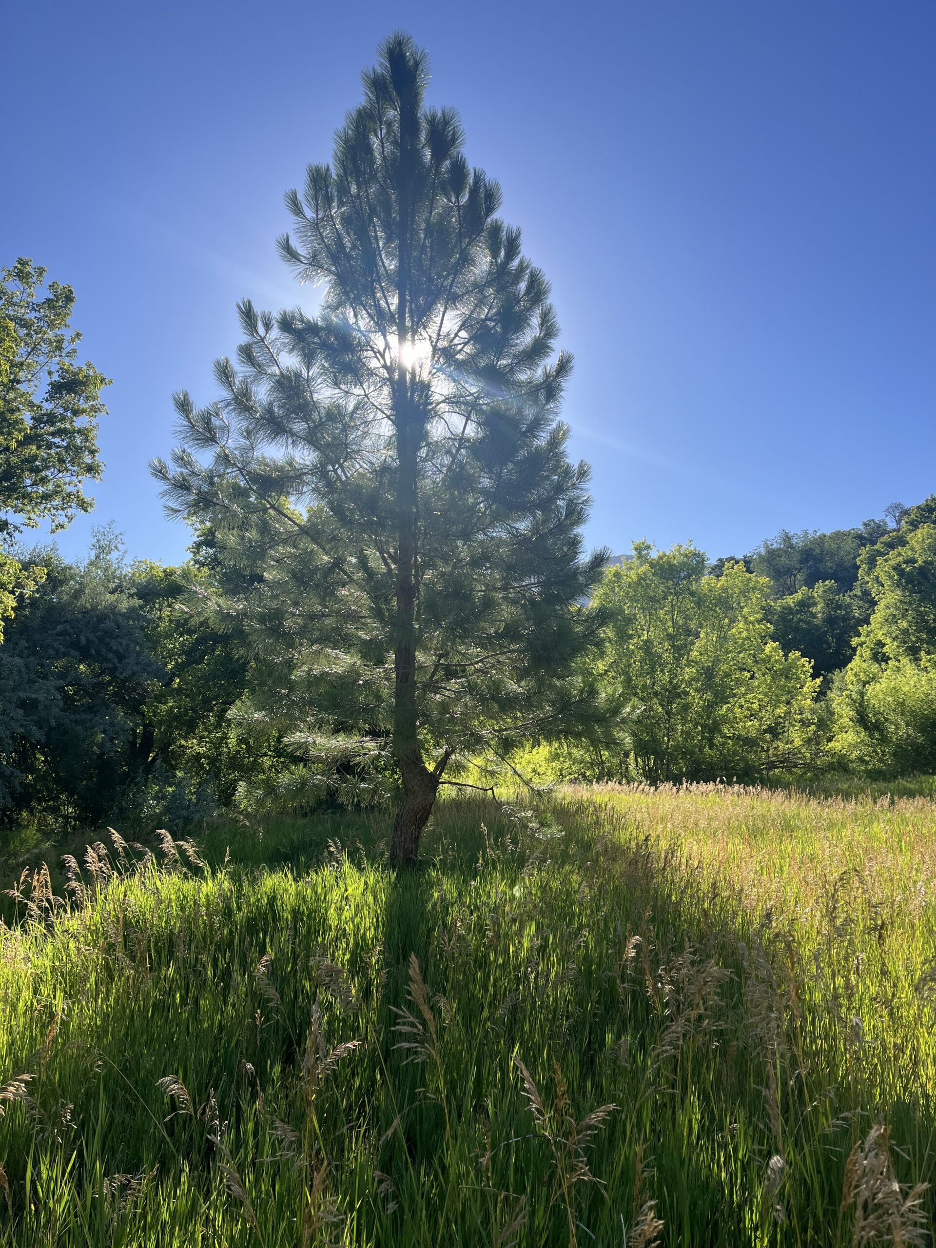 Sunlight shining through a pine tree in a natural landscape